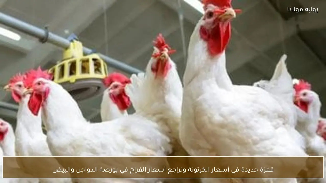 قفزة جديدة في أسعار الكرتونة وتراجع أسعار الفراخ في بورصة الدواجن والبيض