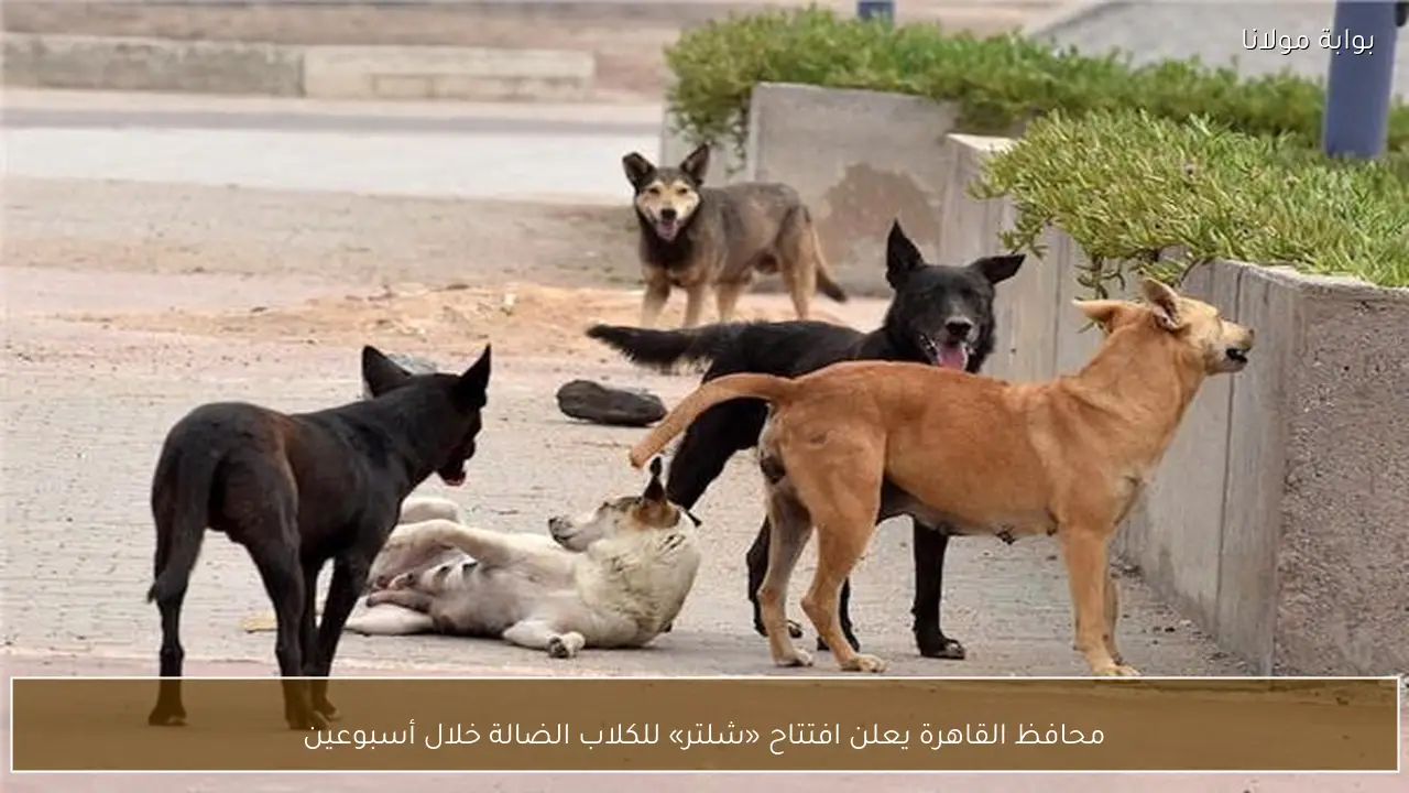محافظ القاهرة يعلن افتتاح «شلتر» للكلاب الضالة خلال أسبوعين