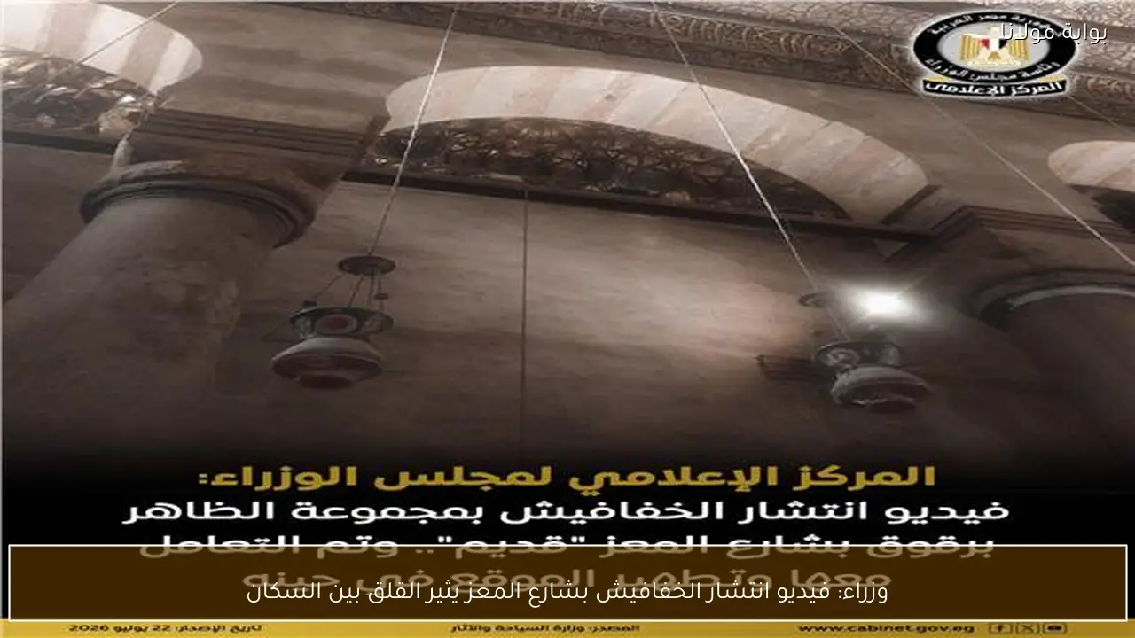 وزراء: فيديو انتشار الخفافيش بشارع المعز يثير القلق بين السكان