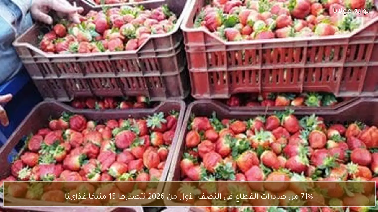 71% من صادرات القطاع في النصف الأول من 2026 تتصدرها 15 منتجًا غذائيًا
