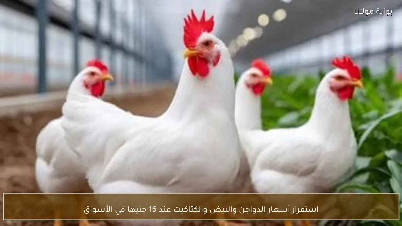 استقرار أسعار الدواجن والبيض والكتاكيت عند 16 جنيها في الأسواق