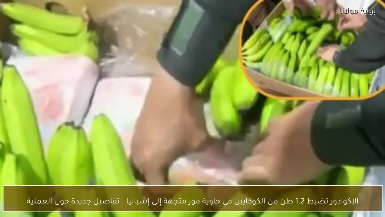 الإكوادور تضبط 1.2 طن من الكوكايين في حاوية موز متجهة إلى إسبانيا.. تفاصيل جديدة حول العملية