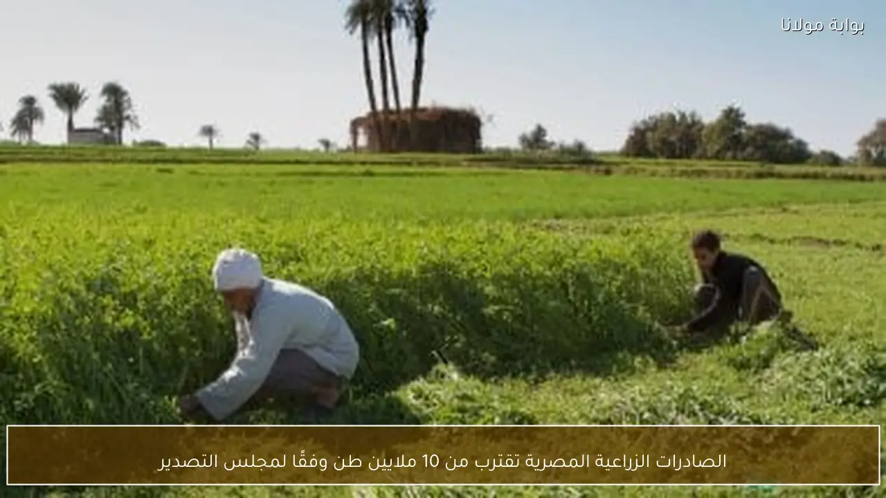 الصادرات الزراعية المصرية تقترب من 10 ملايين طن وفقًا لمجلس التصدير