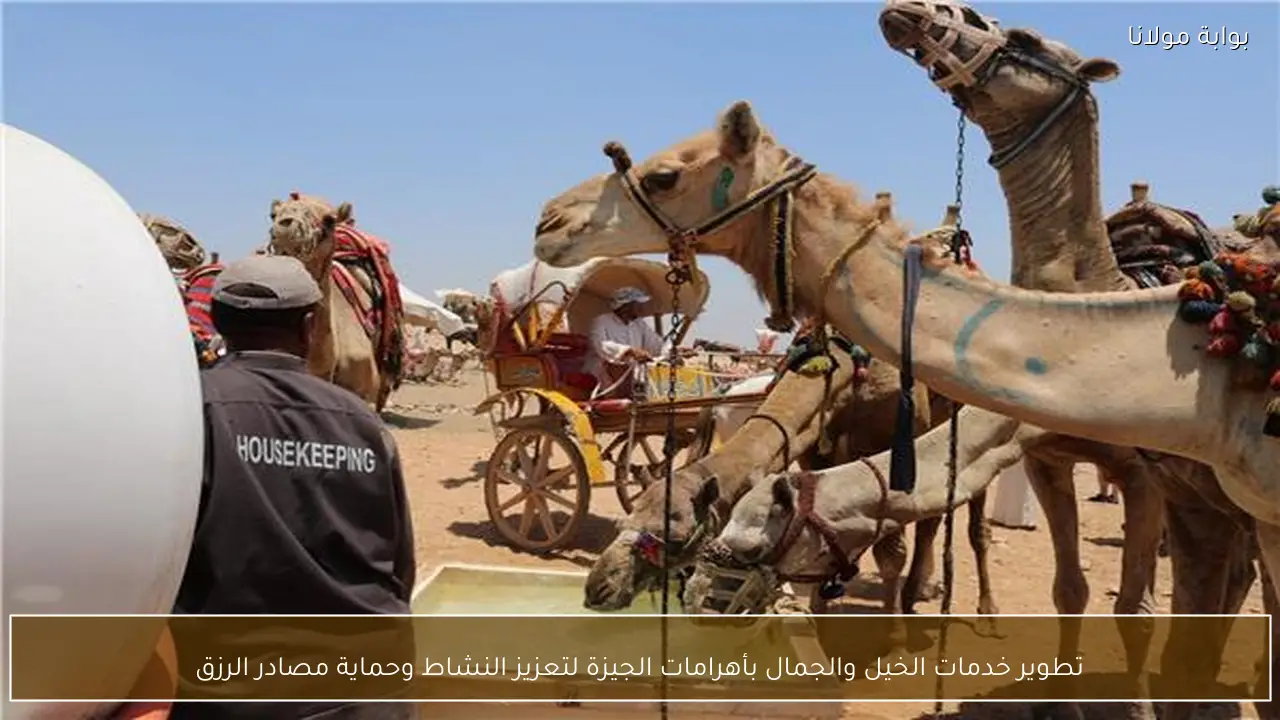 تطوير خدمات الخيل والجمال بأهرامات الجيزة لتعزيز النشاط وحماية مصادر الرزق
