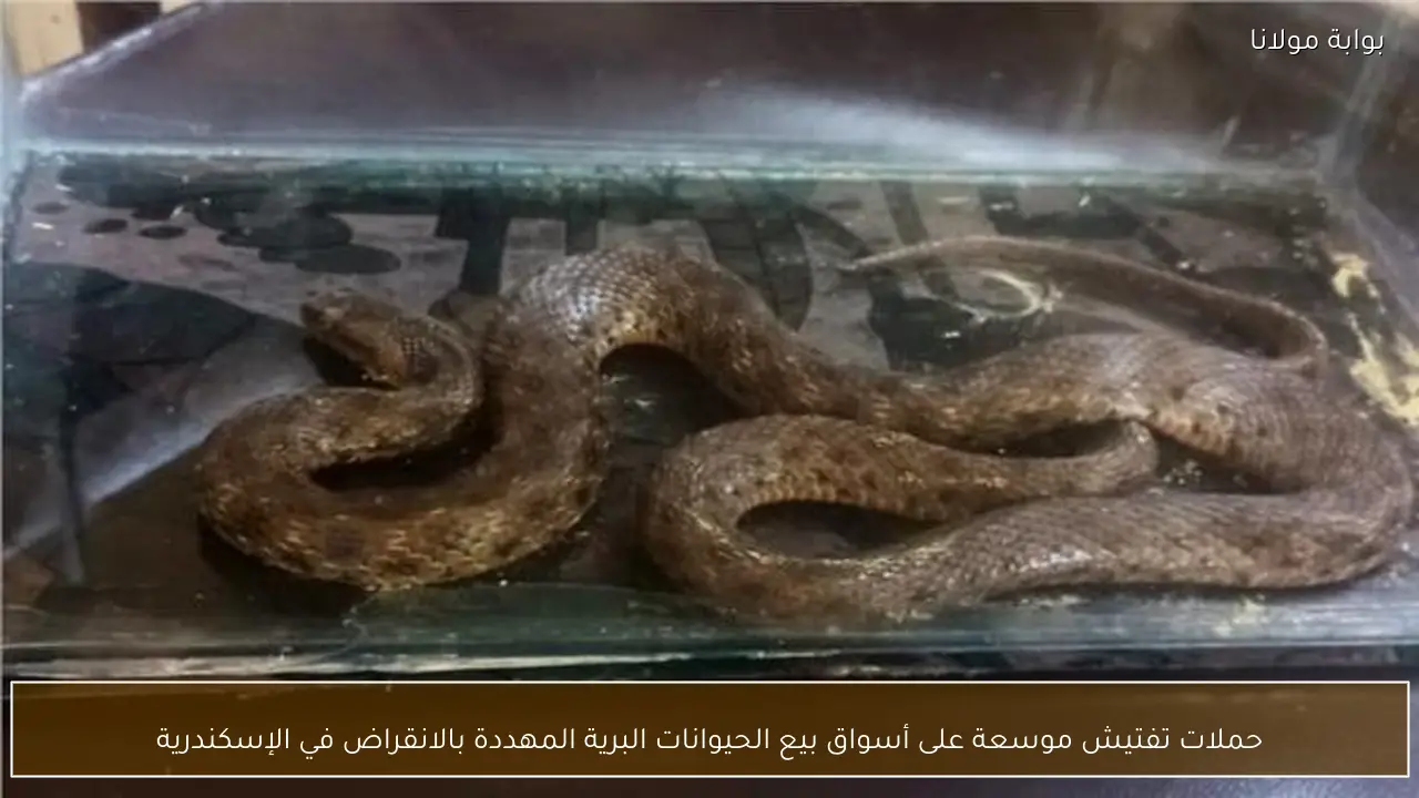 حملات تفتيش موسعة على أسواق بيع الحيوانات البرية المهددة بالانقراض في الإسكندرية