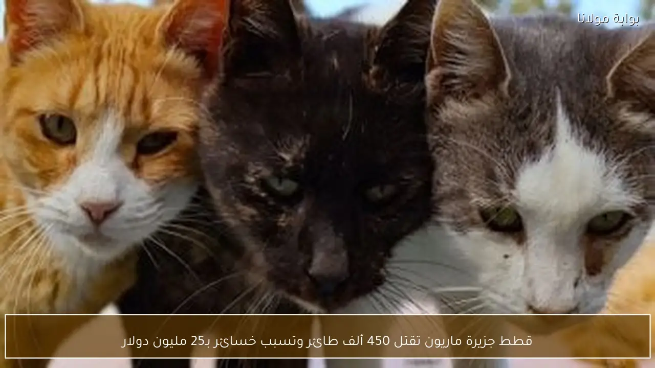 قطط جزيرة ماريون تقتل 450 ألف طائر وتسبب خسائر بـ25 مليون دولار