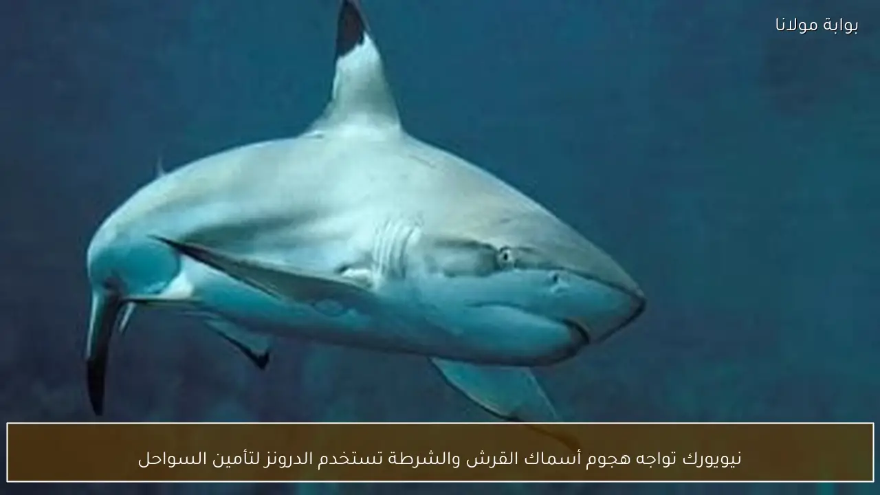 نيويورك تواجه هجوم أسماك القرش والشرطة تستخدم الدرونز لتأمين السواحل