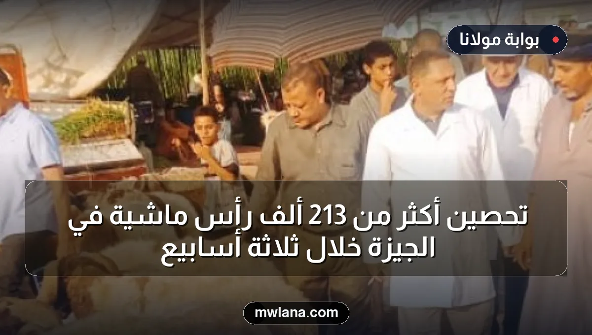 تحصين أكثر من 213 ألف رأس ماشية في الجيزة خلال ثلاثة أسابيع