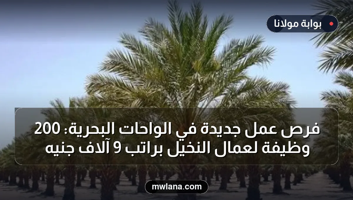 فرص عمل جديدة في الواحات البحرية: 200 وظيفة لعمال النخيل براتب 9 آلاف جنيه