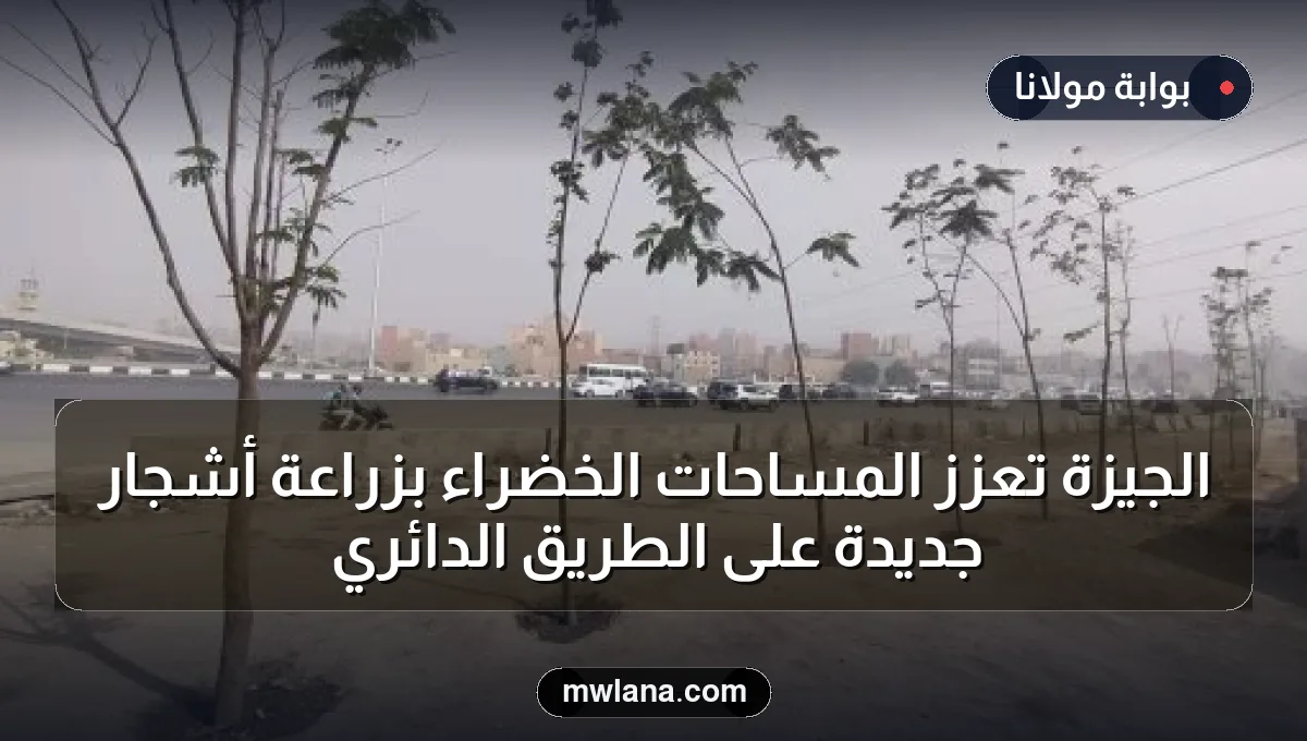 الجيزة تعزز المساحات الخضراء بزراعة أشجار جديدة على الطريق الدائري