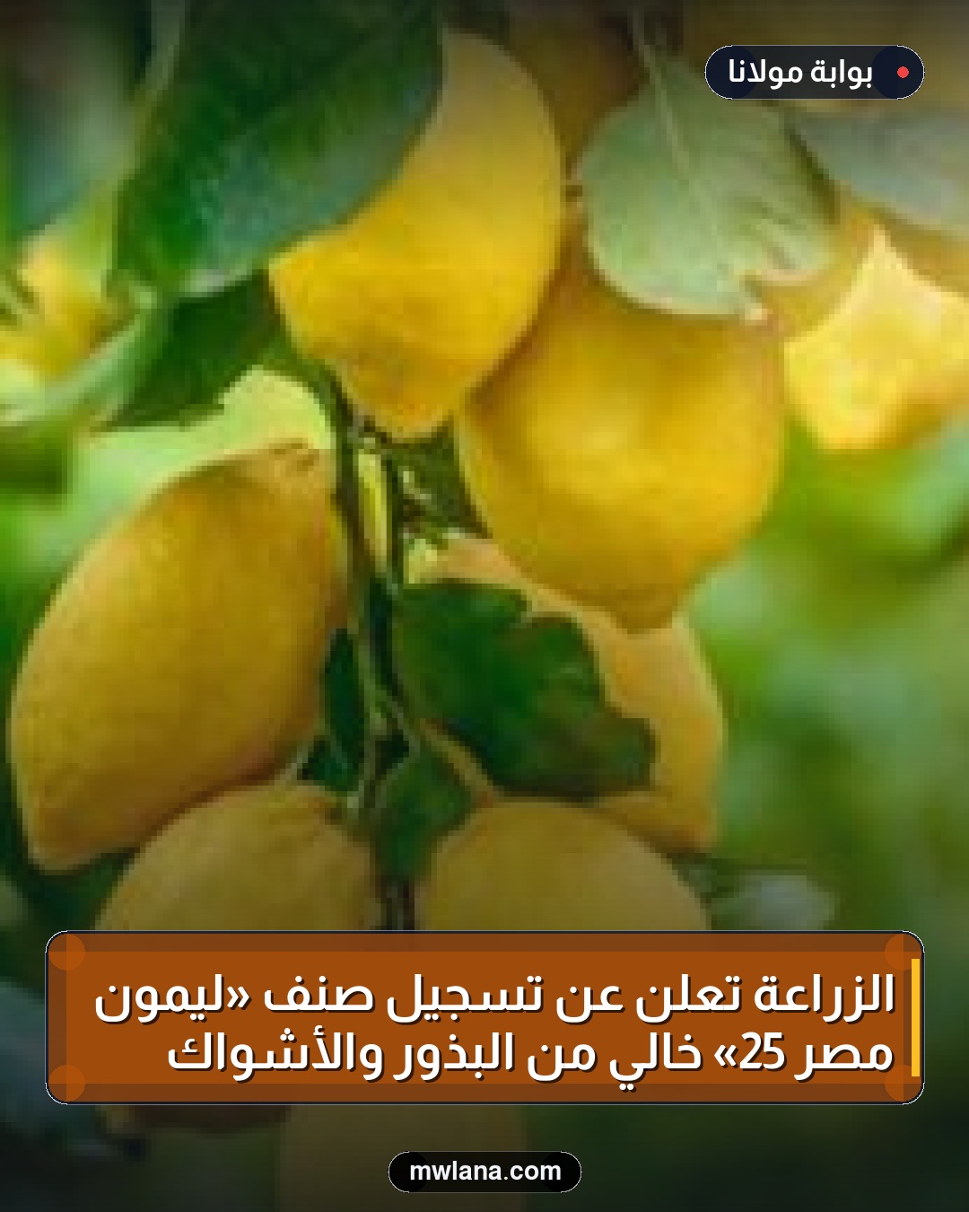 الزراعة تعلن عن تسجيل صنف «ليمون مصر 25» خالي من البذور والأشواك