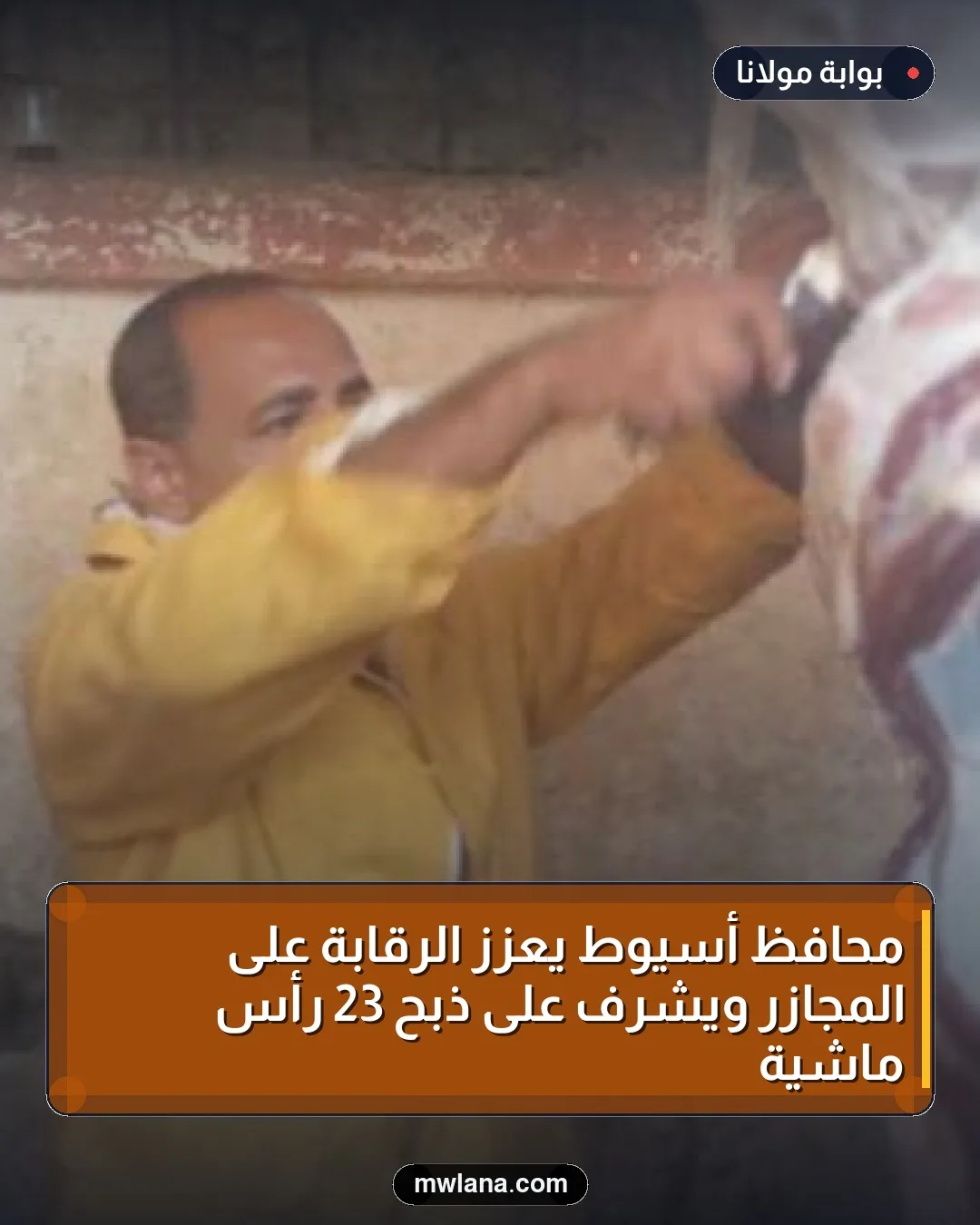 محافظ أسيوط يعزز الرقابة على المجازر ويشرف على ذبح 23 رأس ماشية