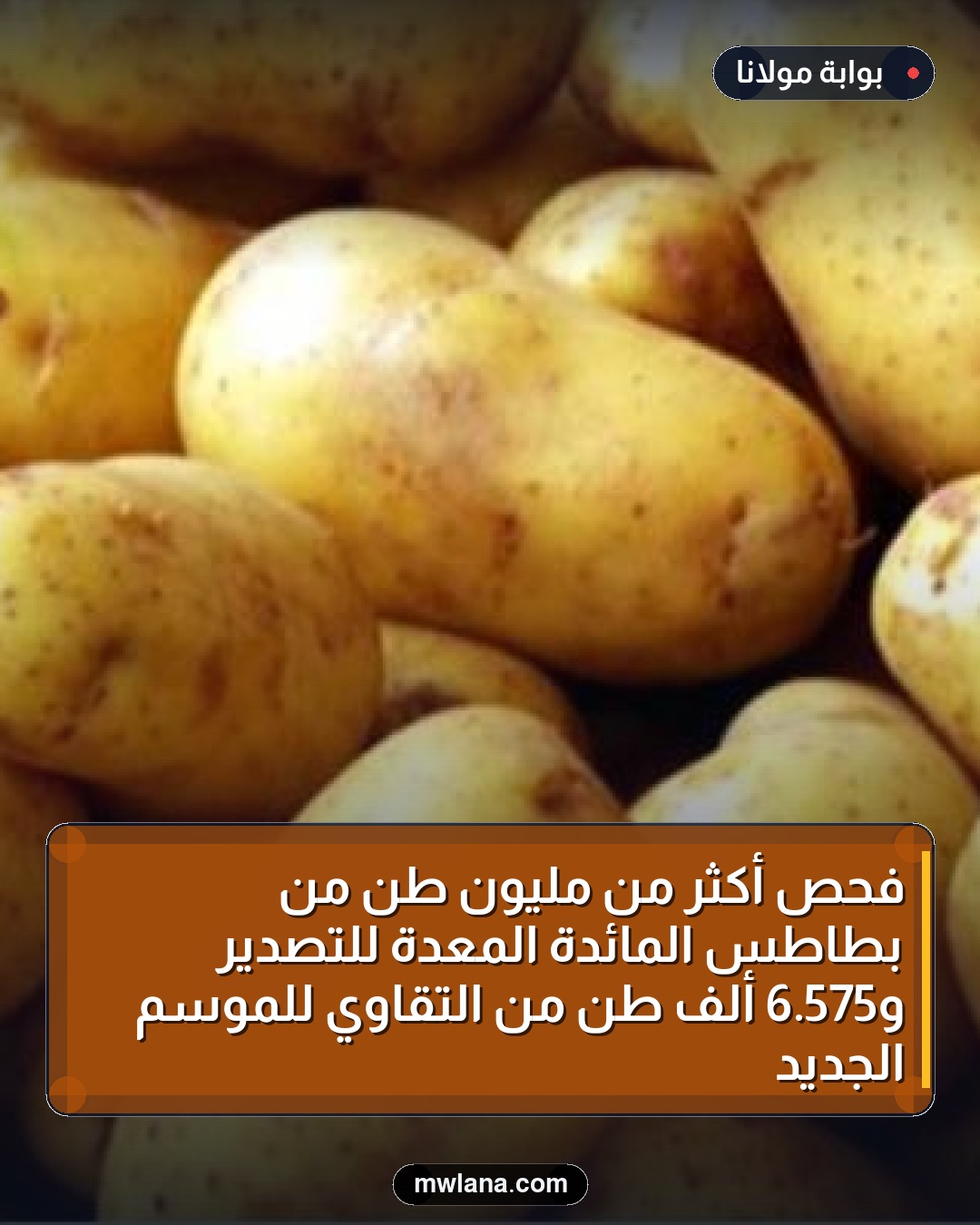فحص أكثر من مليون طن من بطاطس المائدة المعدة للتصدير و575.6 ألف طن من التقاوي للموسم الجديد