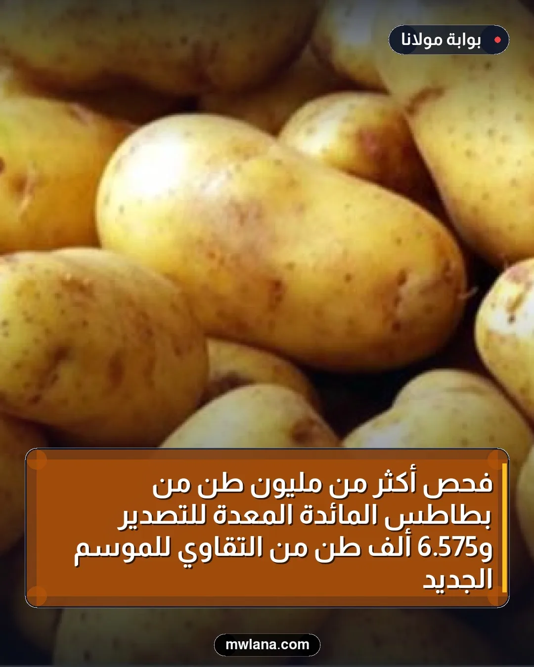 فحص أكثر من مليون طن من بطاطس المائدة المعدة للتصدير و575.6 ألف طن من التقاوي للموسم الجديد