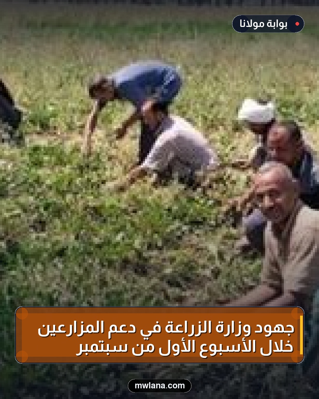 جهود وزارة الزراعة في دعم المزارعين خلال الأسبوع الأول من سبتمبر
