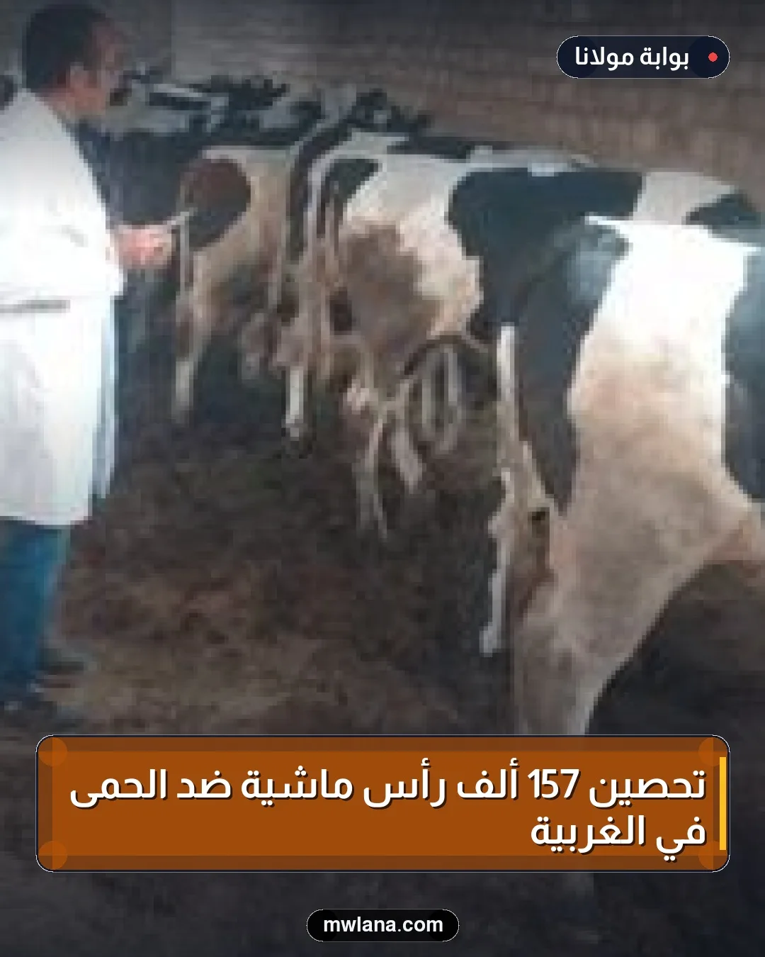 تحصين 157 ألف رأس ماشية ضد الحمى في الغربية