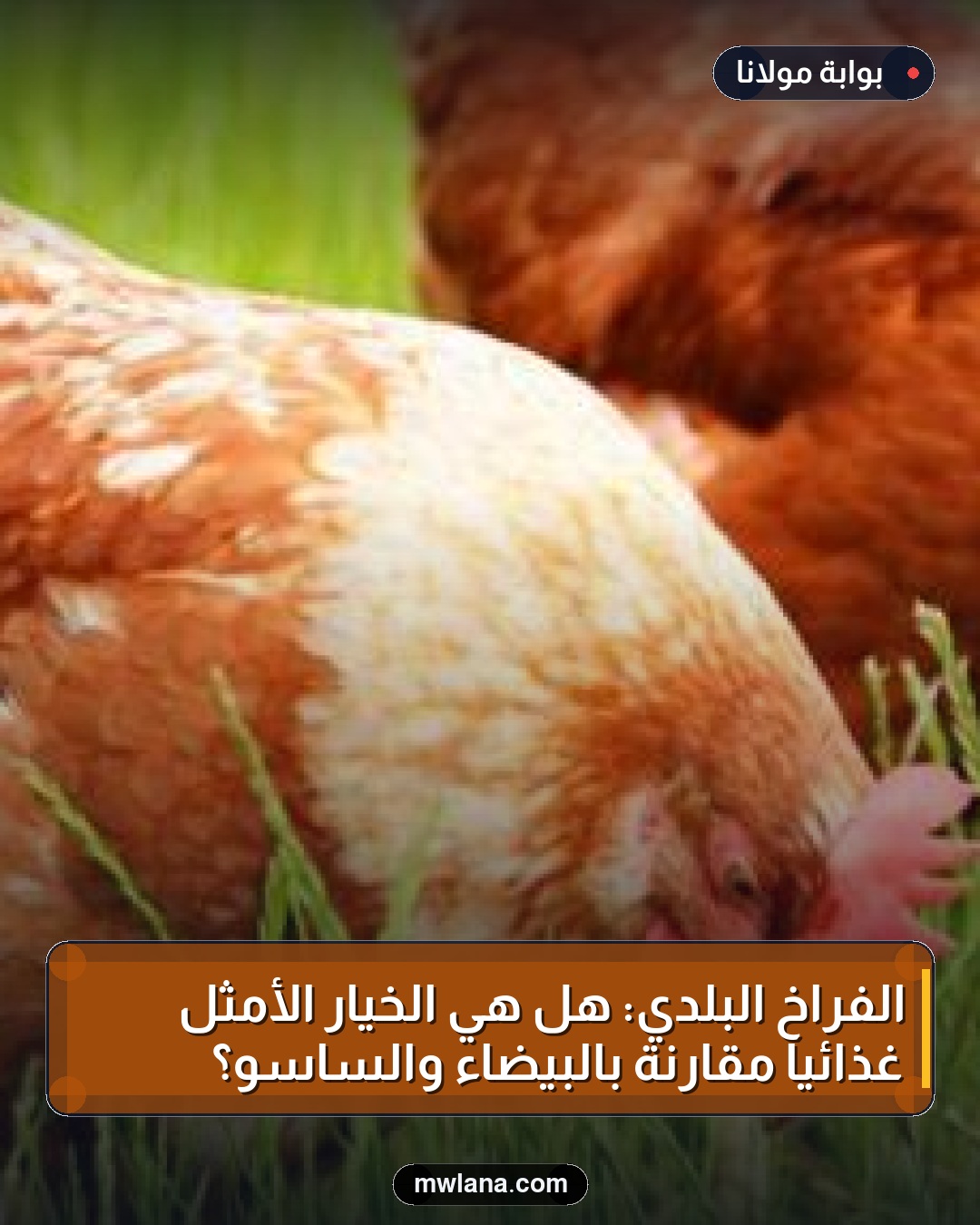 الفراخ البلدي: هل هي الخيار الأمثل غذائيًا مقارنة بالبيضاء والساسو؟