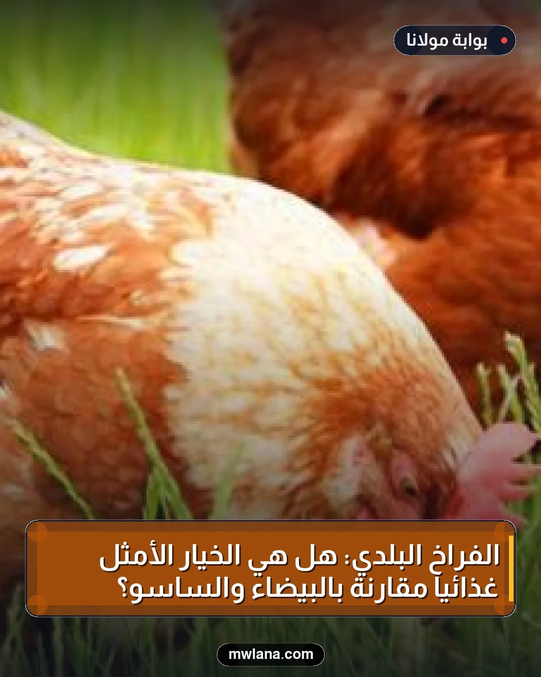 الفراخ البلدي: هل هي الخيار الأمثل غذائيًا مقارنة بالبيضاء والساسو؟