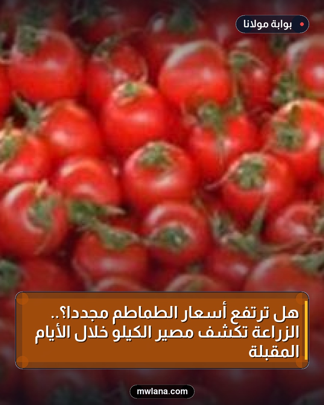 هل ترتفع أسعار الطماطم مجددًا؟.. الزراعة تكشف مصير الكيلو خلال الأيام المقبلة