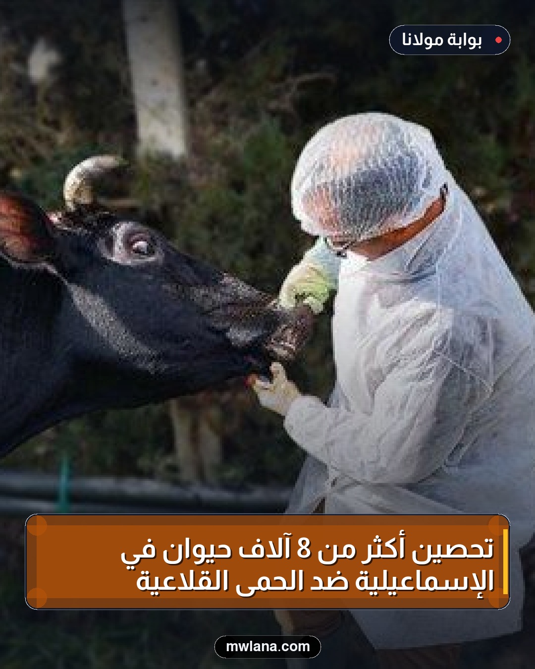 تحصين أكثر من 8 آلاف حيوان في الإسماعيلية ضد الحمى القلاعية