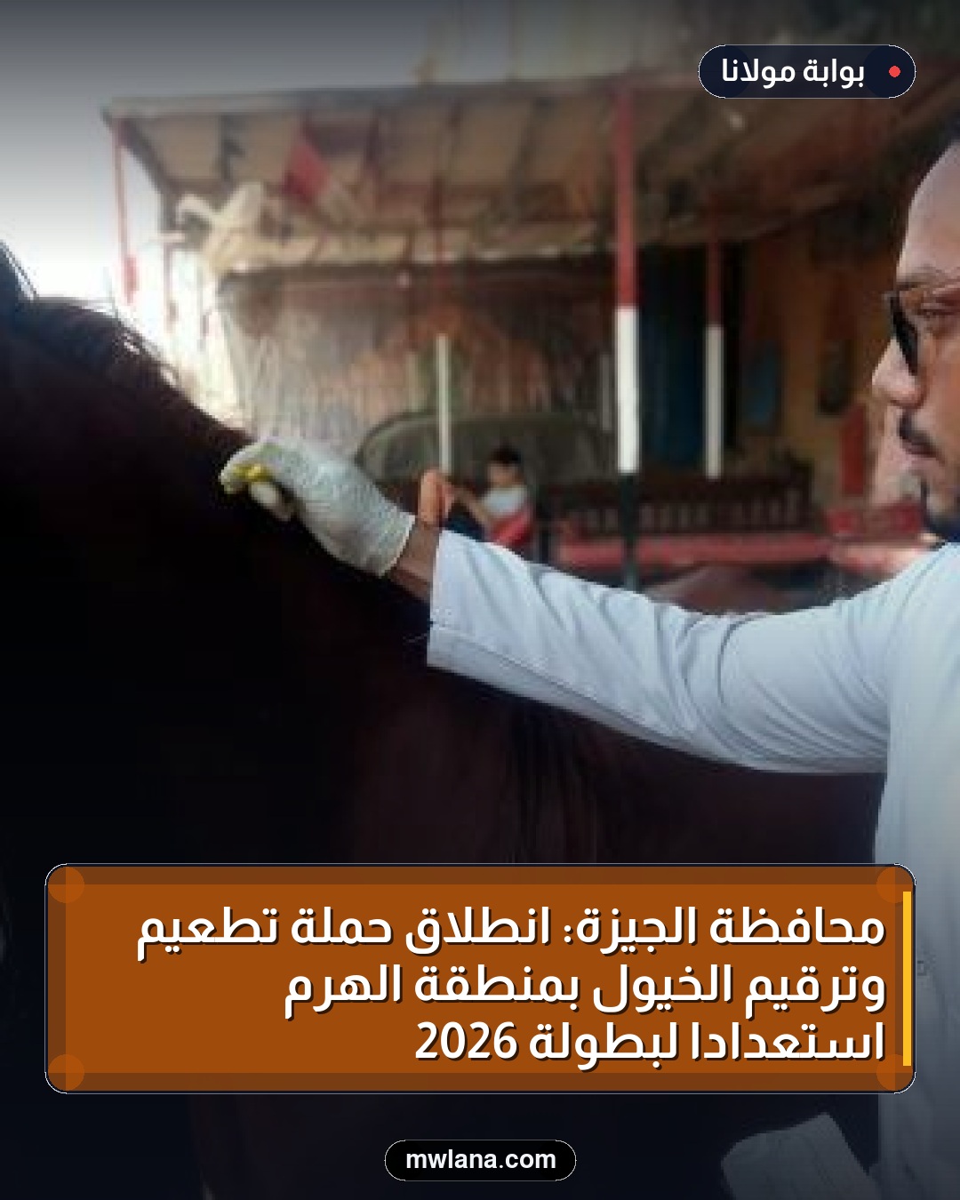 محافظة الجيزة: انطلاق حملة تطعيم وترقيم الخيول بمنطقة الهرم استعدادًا لبطولة 2026