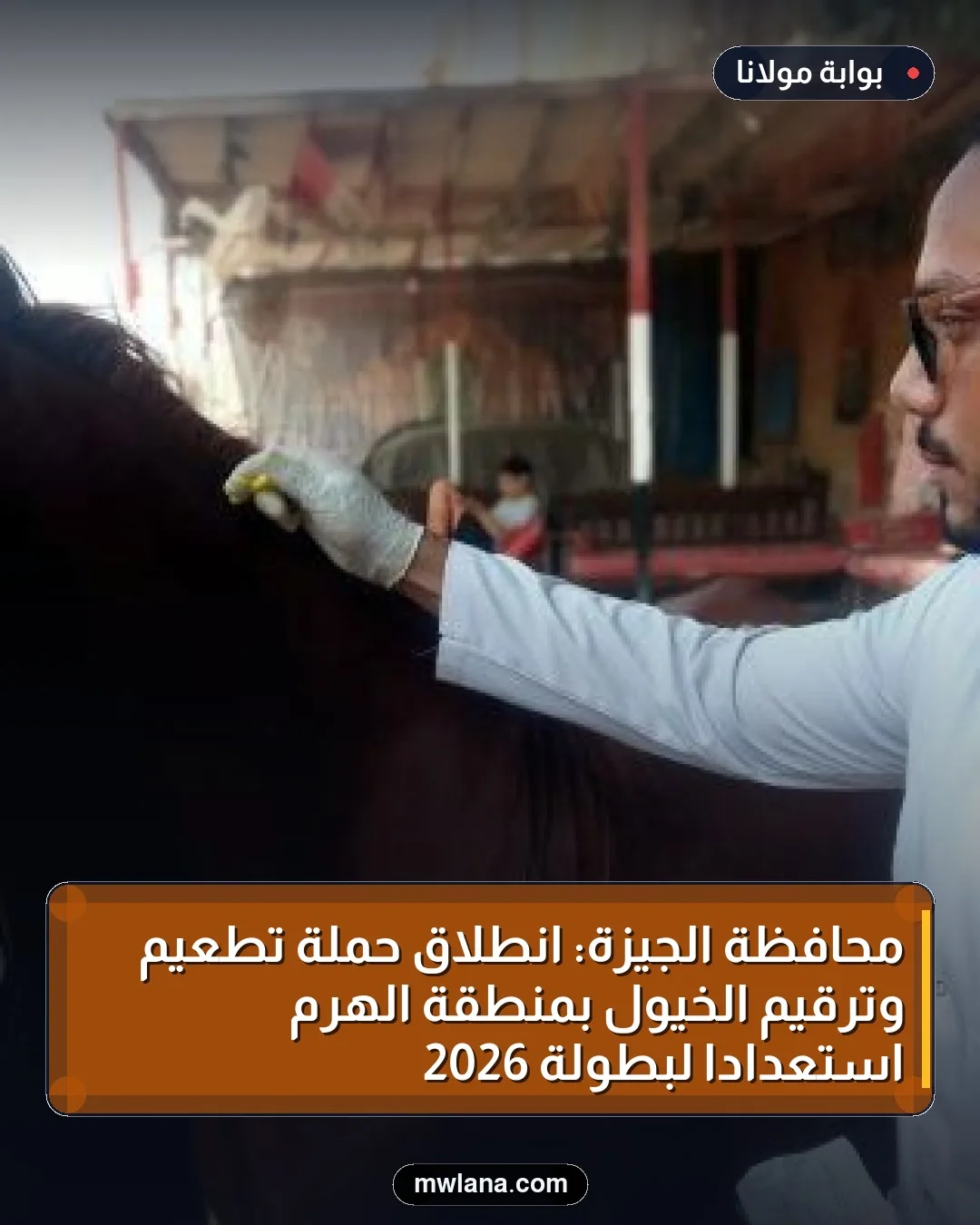 محافظة الجيزة: انطلاق حملة تطعيم وترقيم الخيول بمنطقة الهرم استعدادًا لبطولة 2026
