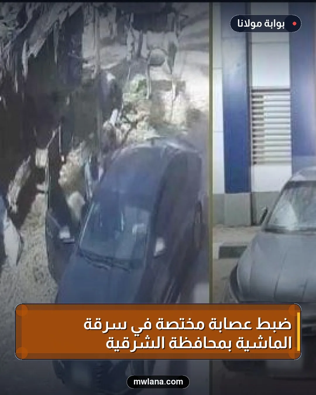 ضبط عصابة مختصة في سرقة الماشية بمحافظة الشرقية