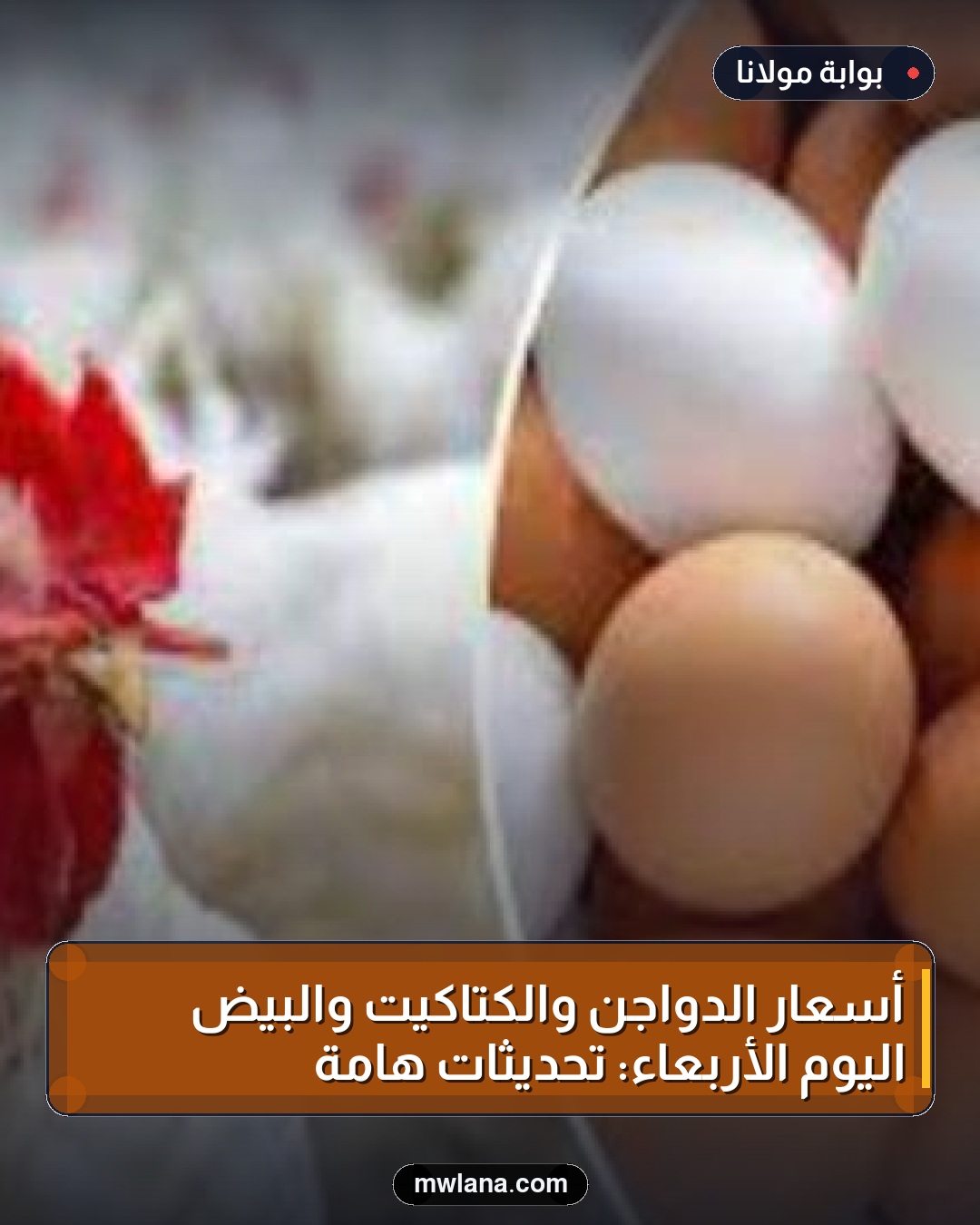 أسعار الدواجن والكتاكيت والبيض اليوم الأربعاء: تحديثات هامة