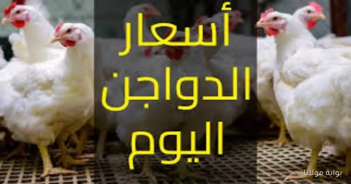 أسعار الفراخ اليوم الثلاثاء 30 سبتمبر 2025: البانيه بـ200 جنيه