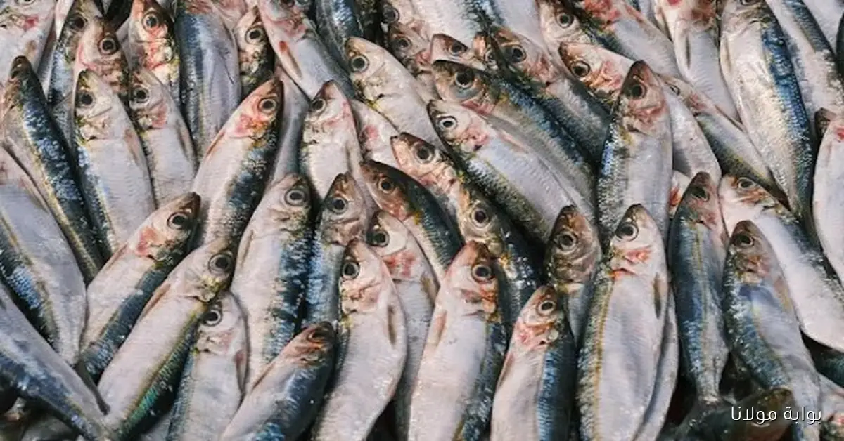 أسعار الأسماك المتجددة اليوم السبت 27 سبتمبر 2025