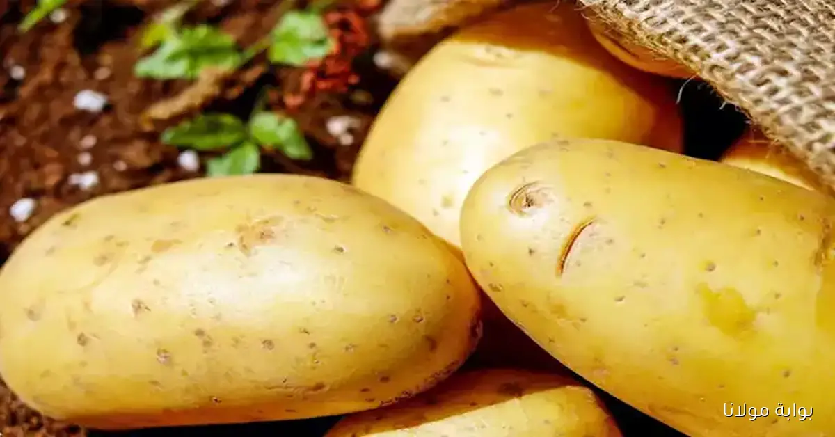 أسعار الخضروات والفاكهة في سوق العبور اليوم مع ارتفاع سعر البطاطس