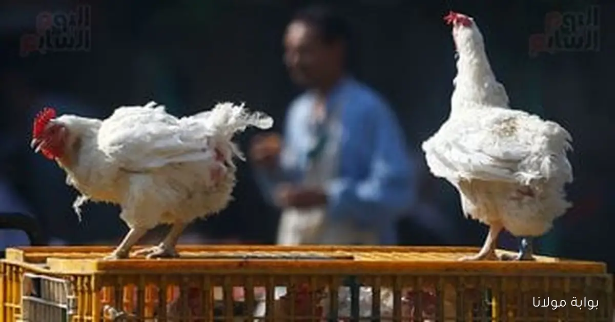 أسعار الدواجن في مصر اليوم الثلاثاء 23 سبتمبر 2025 تحديثات حصرية