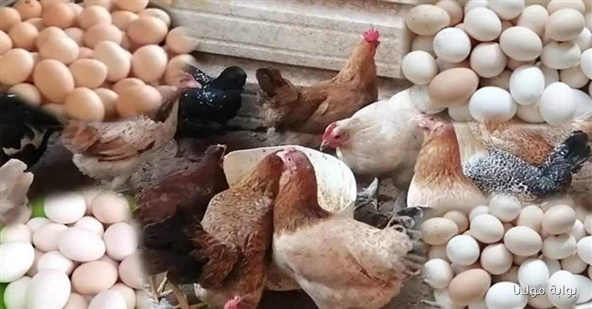 أسعار الدواجن والبانيه اليوم الإثنين تتجاوز 50 جنيهاً مفاجآت جديدة تنتظر المستهلكين