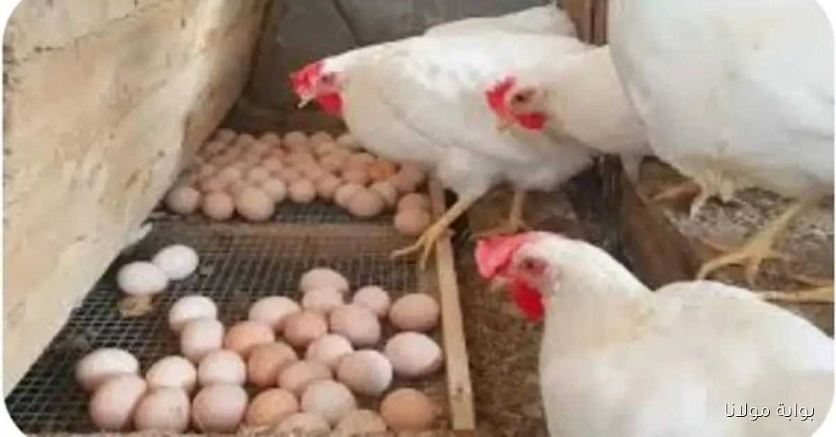 بكام دواجن .. أسعار الفراخ والطيور اليوم الثلاثاء 30 سبتمبر مع استقرار أسعار البيض