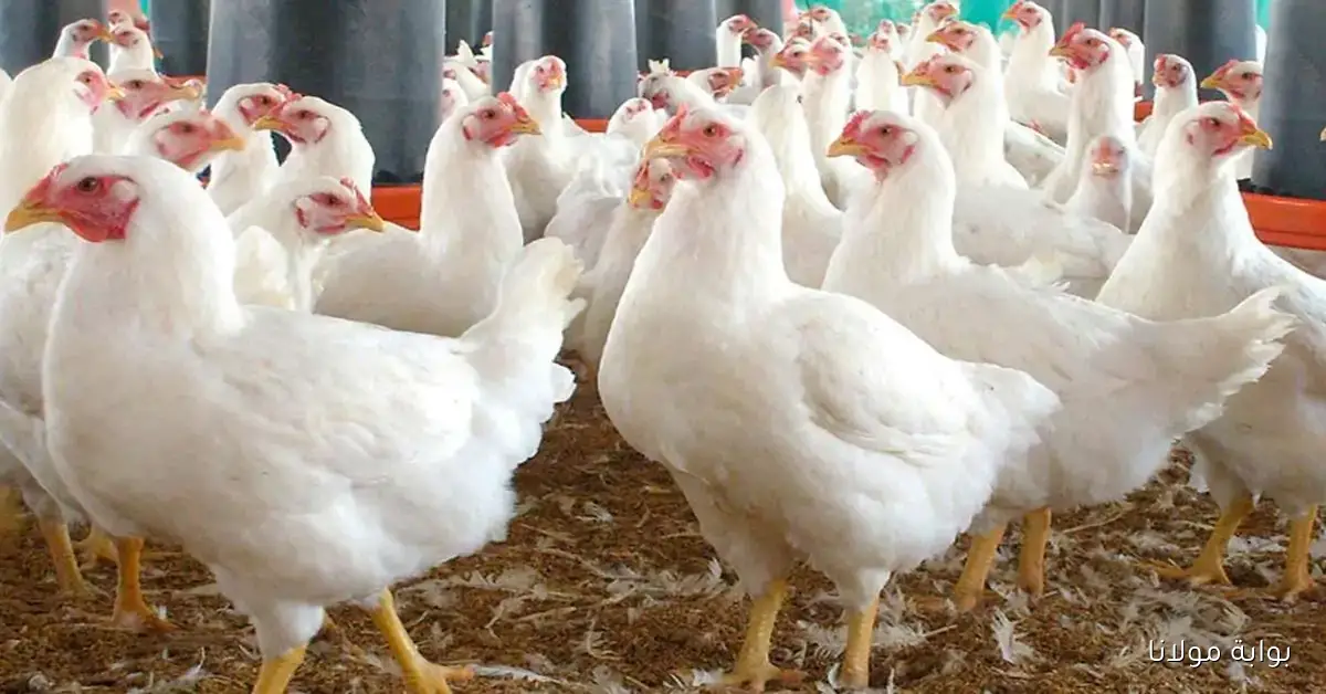 الكتكوت وصل لكام؟!.. أسعار الفراخ البيضاء في بورصة الدواجن بمصر اليوم تحركات ملحوظة