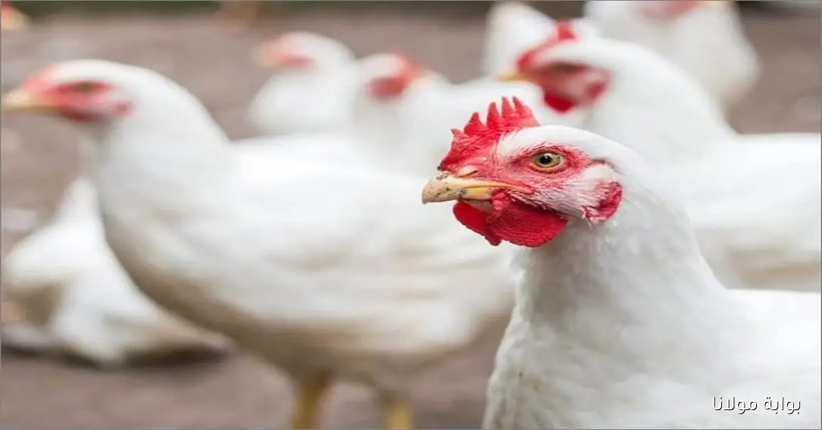 أسعار الفراخ اليوم الثلاثاء 16 سبتمبر 2025 في بورصة الدواجن الرئيسية