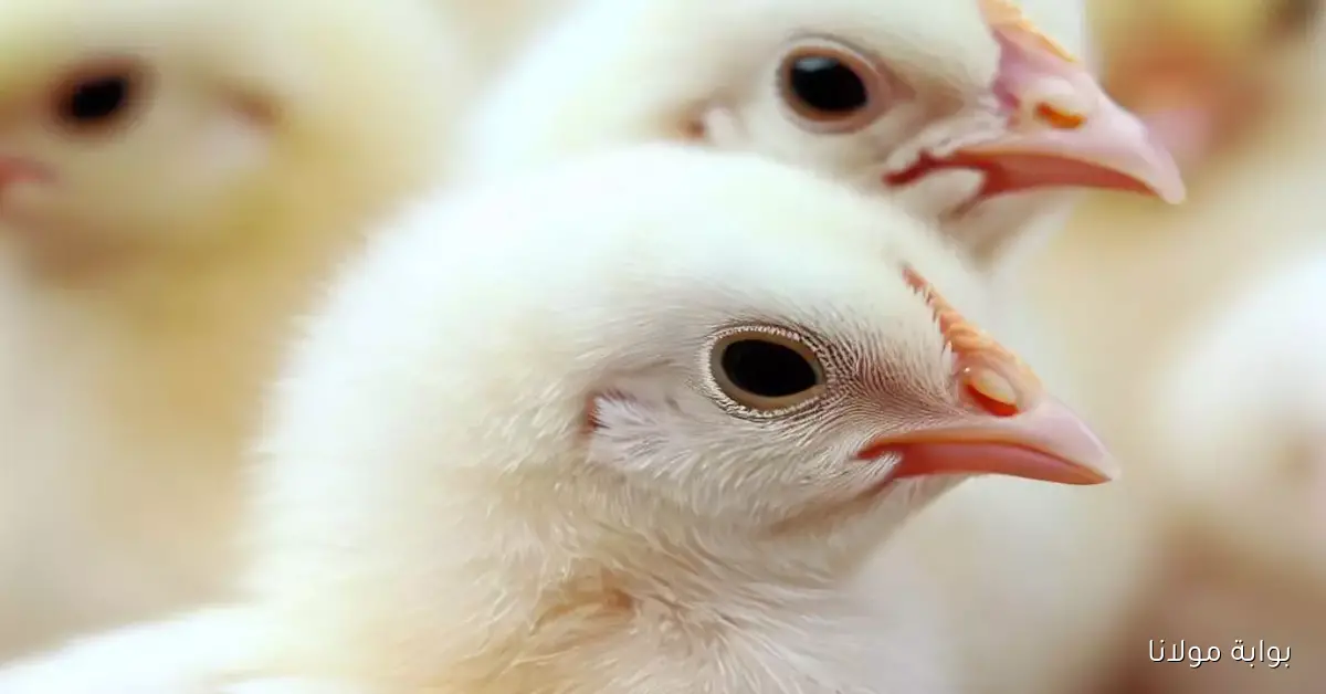 تغيرات في أسعار الكتكوت الأبيض والساسو والهجين الجمعة 26 سبتمبر