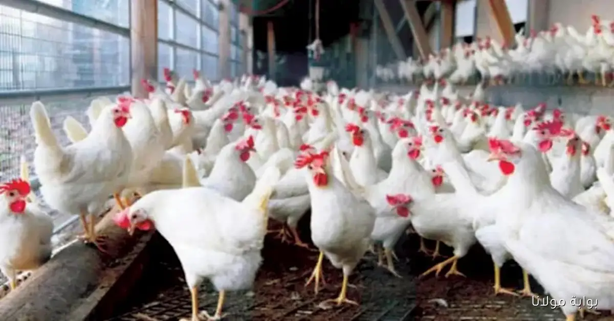 ارتفاع سهم المنصورة للدواجن بنسبة 38.6% في ثلاث جلسات مع نشاط ملحوظ في عمليات البيع والشراء