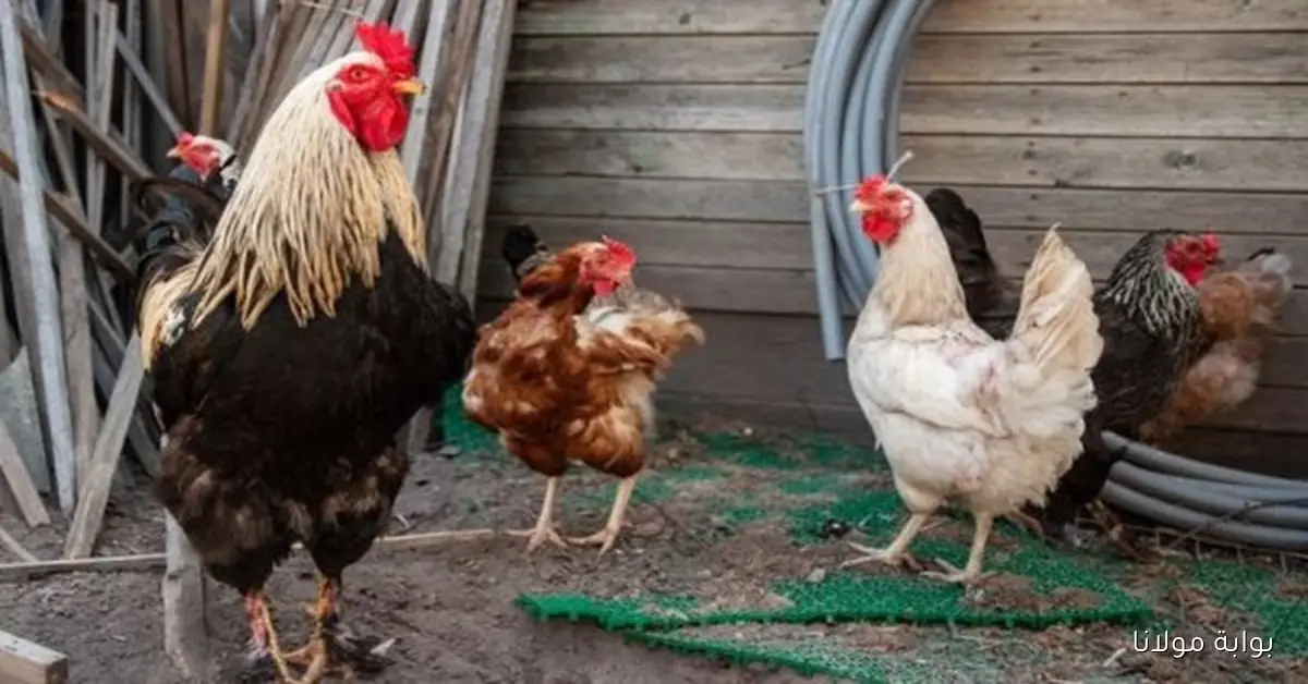 استقرار نسبي في أسعار الدواجن والبيض يحافظ على توازنه