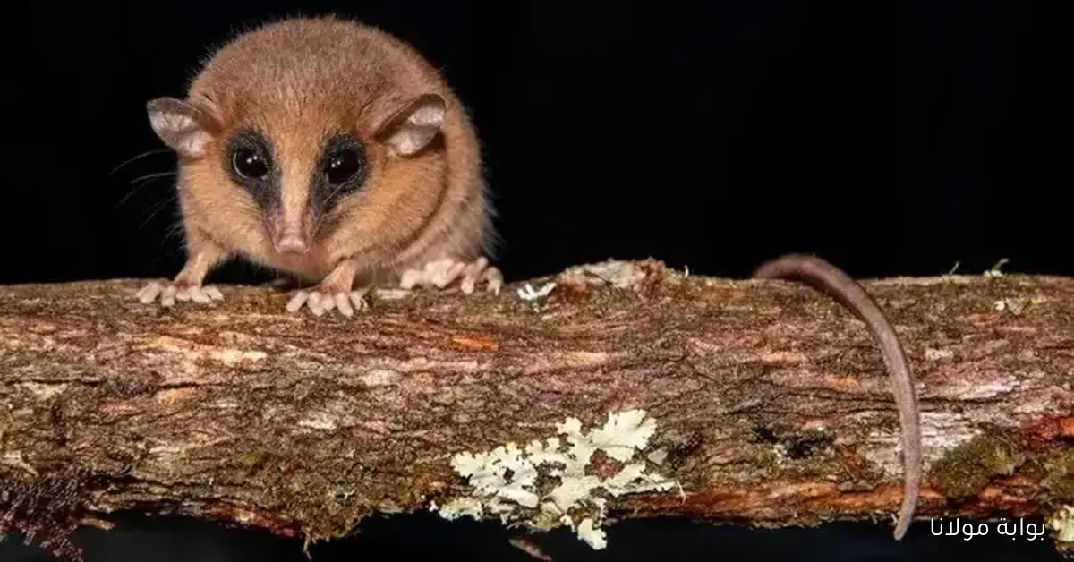 اكتشاف مذهل لقوارض جديدة في غابات البيرو يروي قصة مثيرة