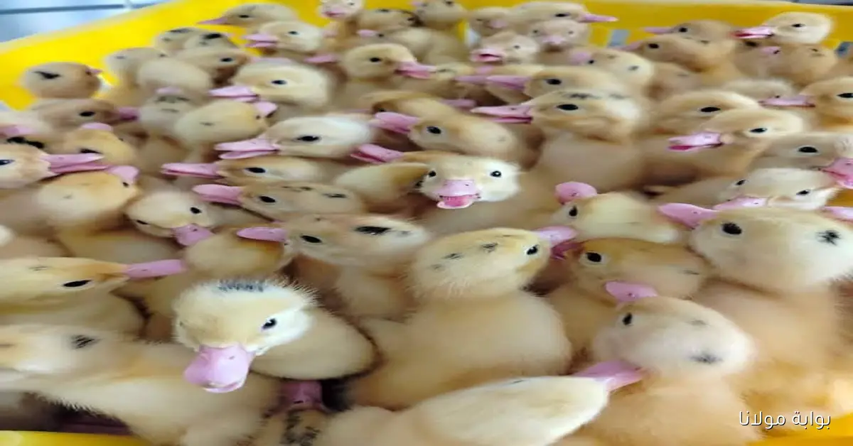 مفاجآة الكتكوت بكام.. سعر الفراخ والكتاكيت البيضاء اليوم مساء الأربعاء 17 سبتمبر 2025