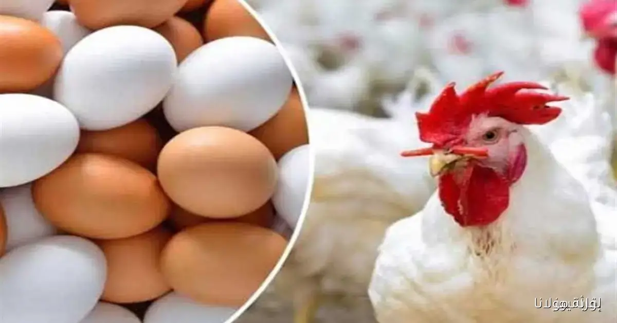 انخفاض ملحوظ في أسعار الفراخ البيضاء والدواجن والبيض اليوم الأحد