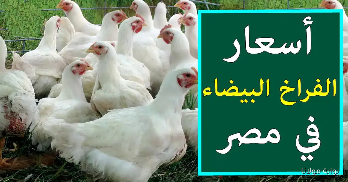 بورصة الدواجن اليوم أسعار الفراخ البيضاء الثلاثاء 16 سبتمبر 2025 في السوق المحلي