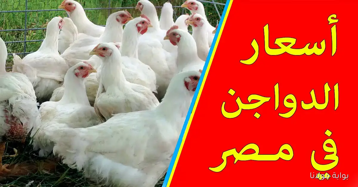 بورصة الدواجن اليوم أسعار الفراخ البيضاء الاثنين 15 سبتمبر 2025 للمستهلك