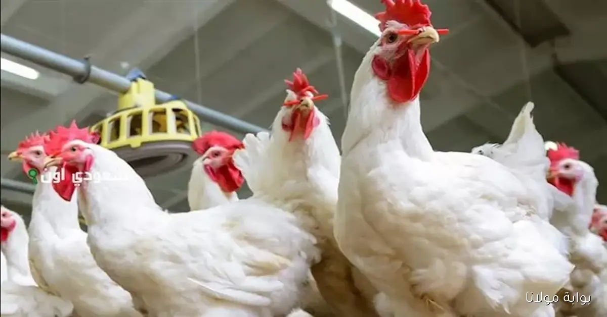 تحديثات أسعار اليوم تشمل تراجعاً في أسعار الدواجن والحديد وزيادة في سعر الذهب عيار 18