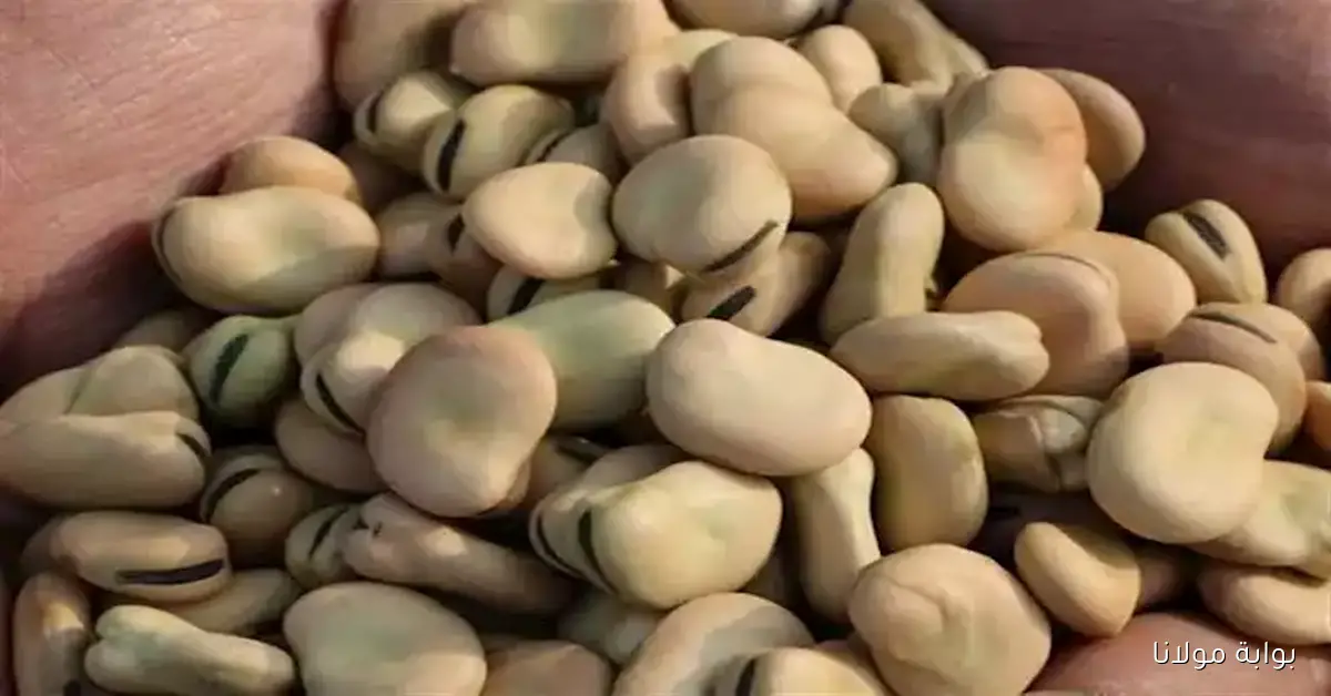 تراجع أسعار الفول والزيت في الأسواق اليوم مع تحديث حول السلع الأساسية