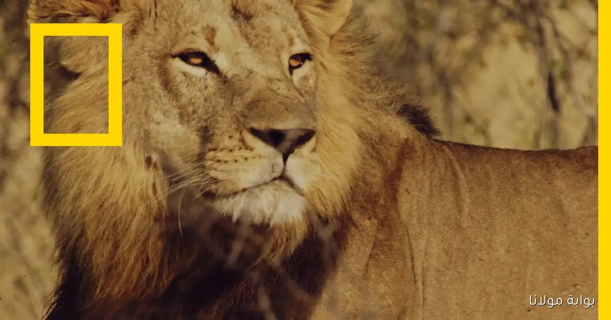 National Geographic.. تردد قناة ناشيونال جيوغرافيك 2025 على نايل سات وعرب سات بجودة عالية لمتابعة برامج الطبيعة والفضاء