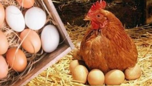 الفراخ بكام.. تطورات جديدة في أسعار الدواجن والبانيه اليوم الخميس بعد التراجع الأخير