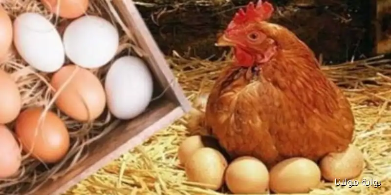 الفراخ بكام.. تطورات جديدة في أسعار الدواجن والبانيه اليوم الخميس بعد التراجع الأخير