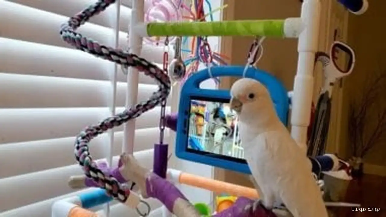 تكنولوجيا جديدة تتيح للكلاب استخدام الهواتف والببغاوات التفاعل عبر شاشات اللمس